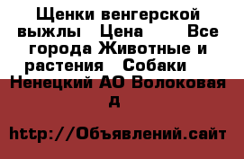 Щенки венгерской выжлы › Цена ­ 1 - Все города Животные и растения » Собаки   . Ненецкий АО,Волоковая д.